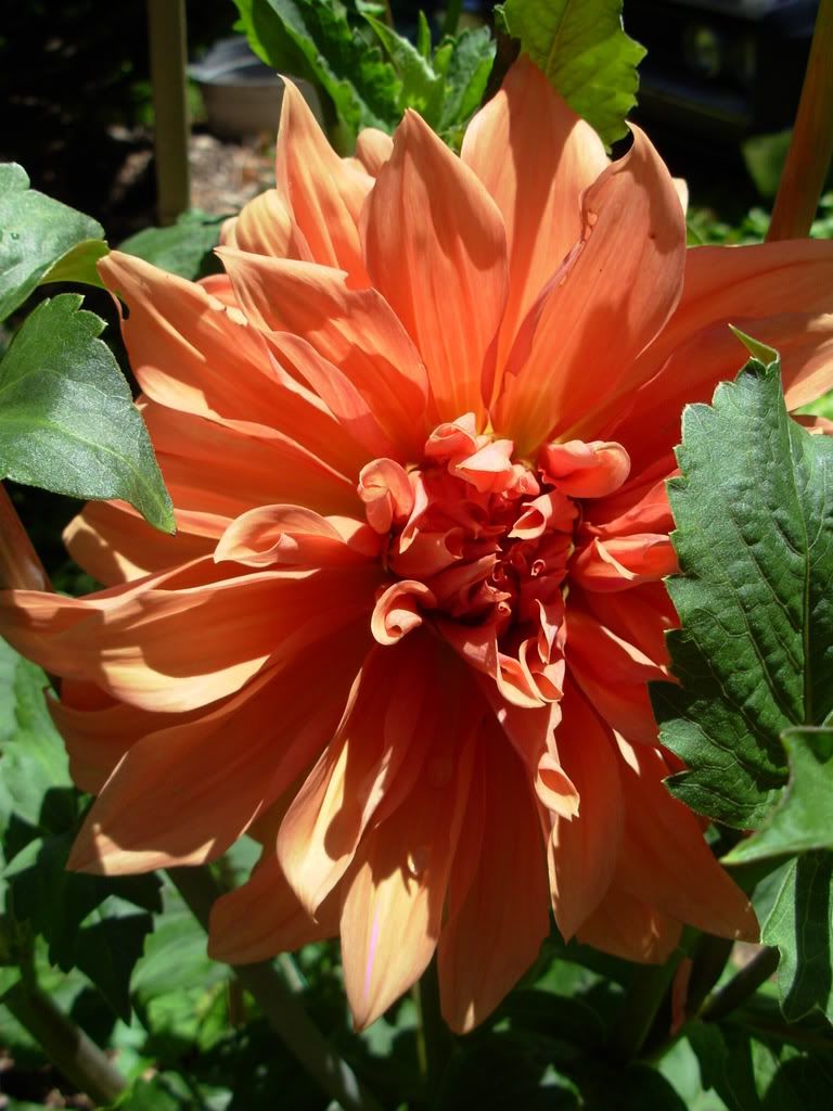 Photo Sharing and Video Hosting at Photobucket